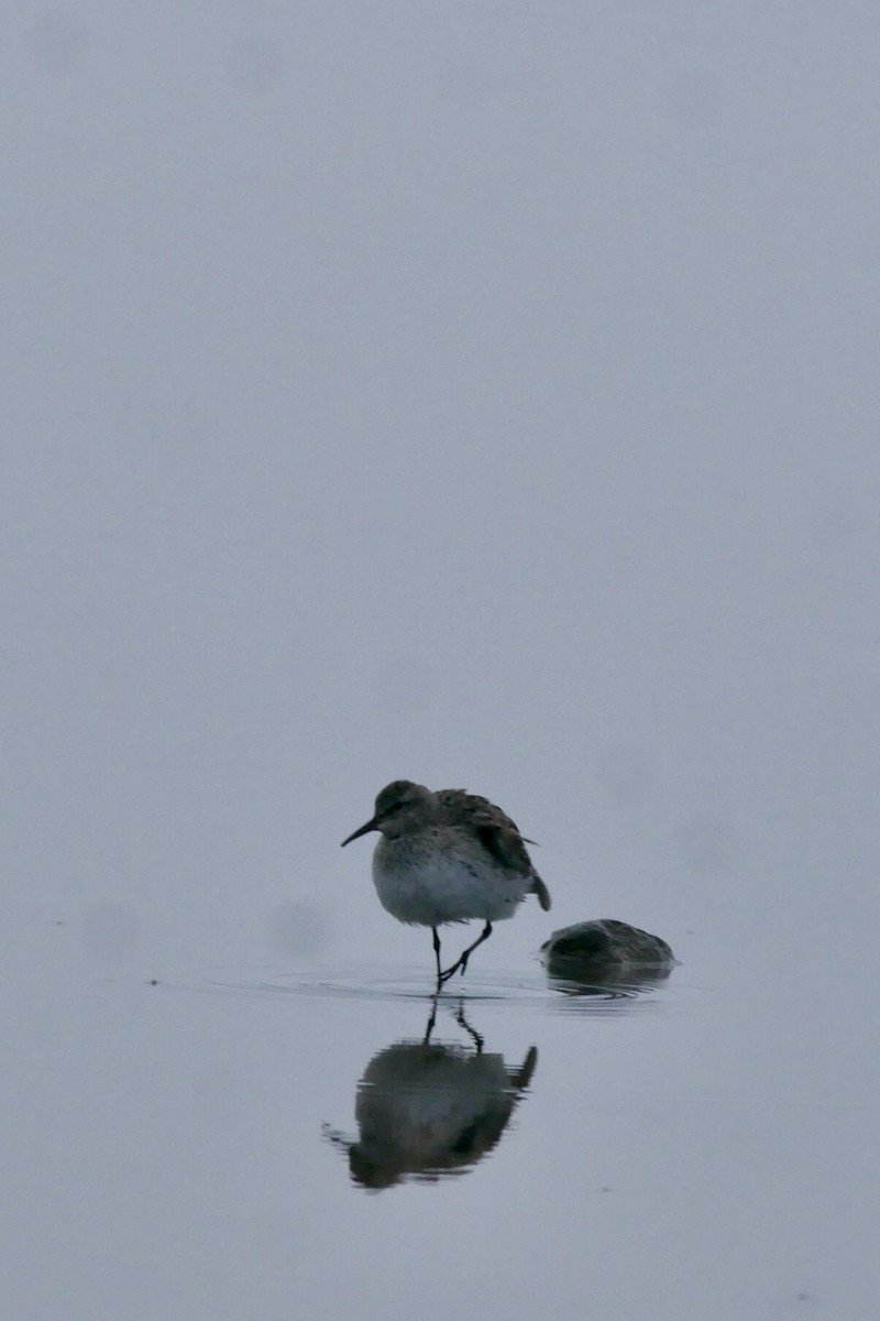 コシジロウズラシギ - ML645806822