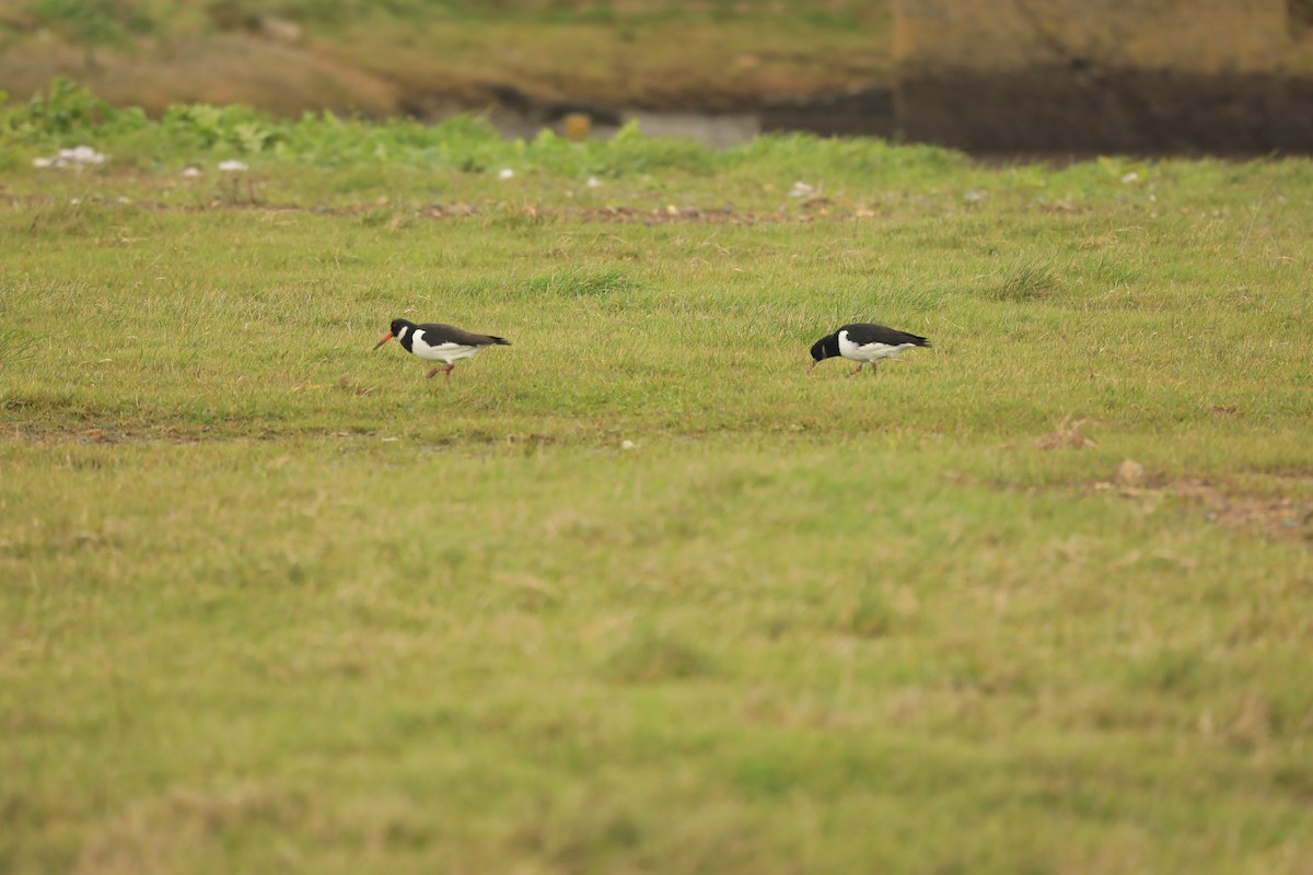 Eurasian Oystercatcher - ML645806830