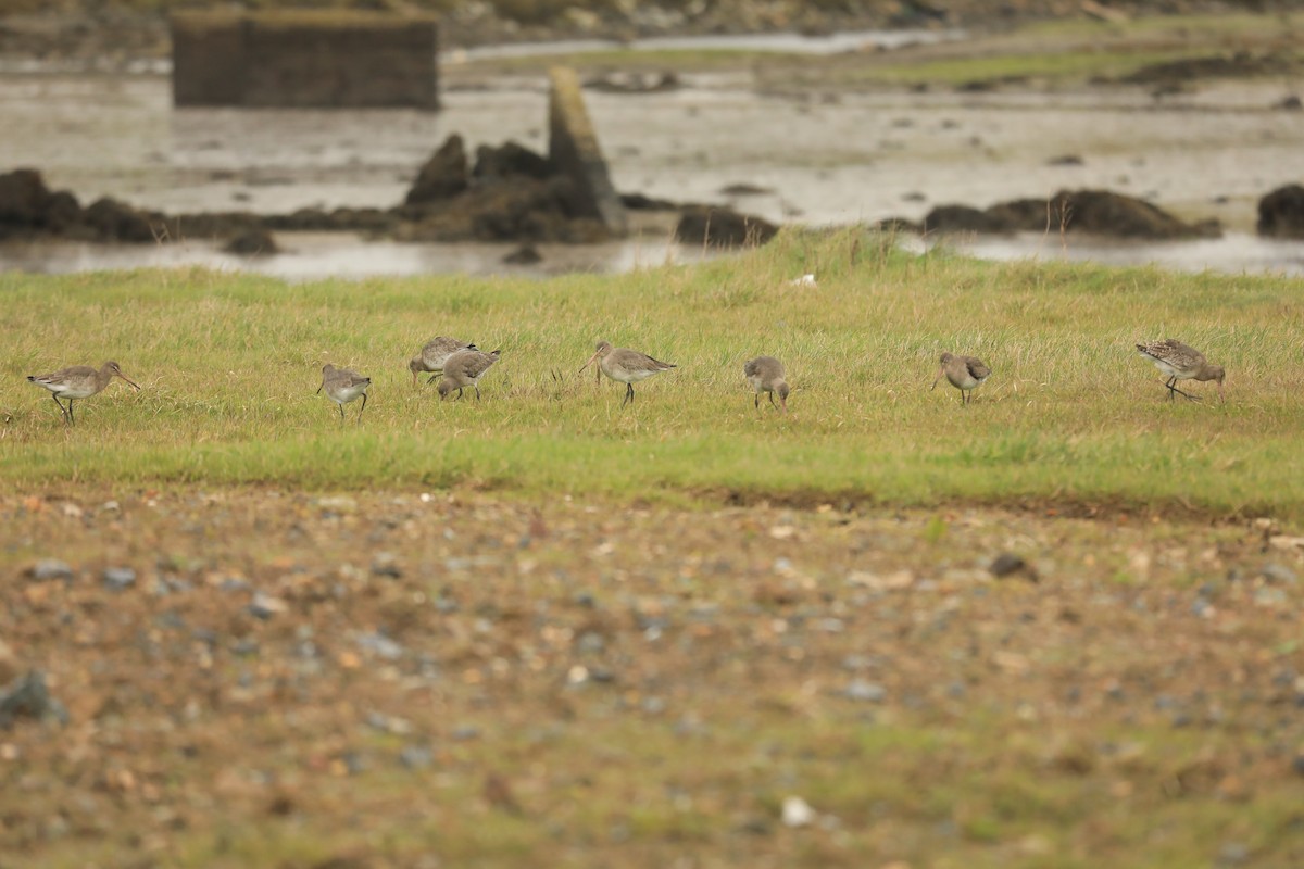 Black-tailed Godwit - ML645806844