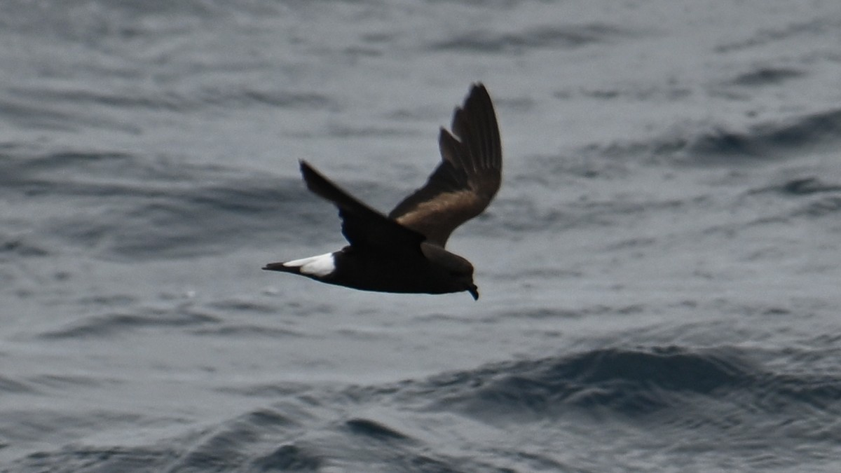 Wedge-rumped Storm-Petrel - ML645806846