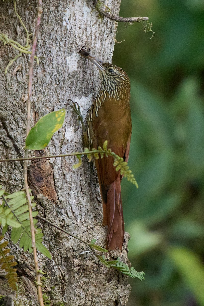 tåretreløper - ML645806847