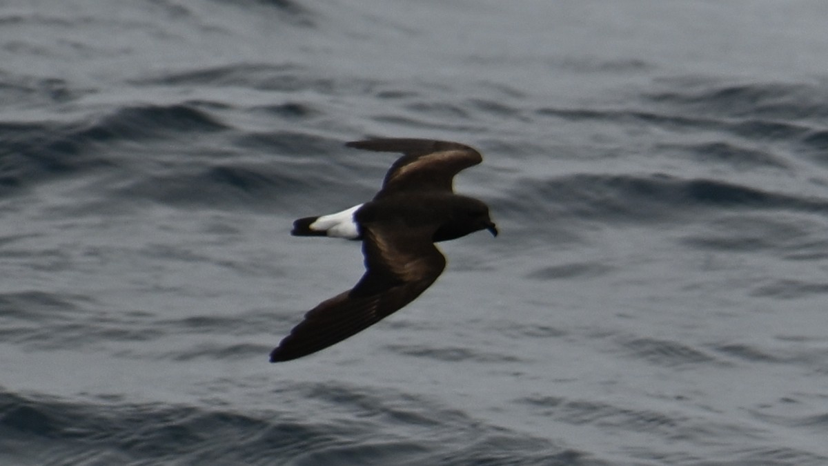 Wedge-rumped Storm-Petrel - ML645806849