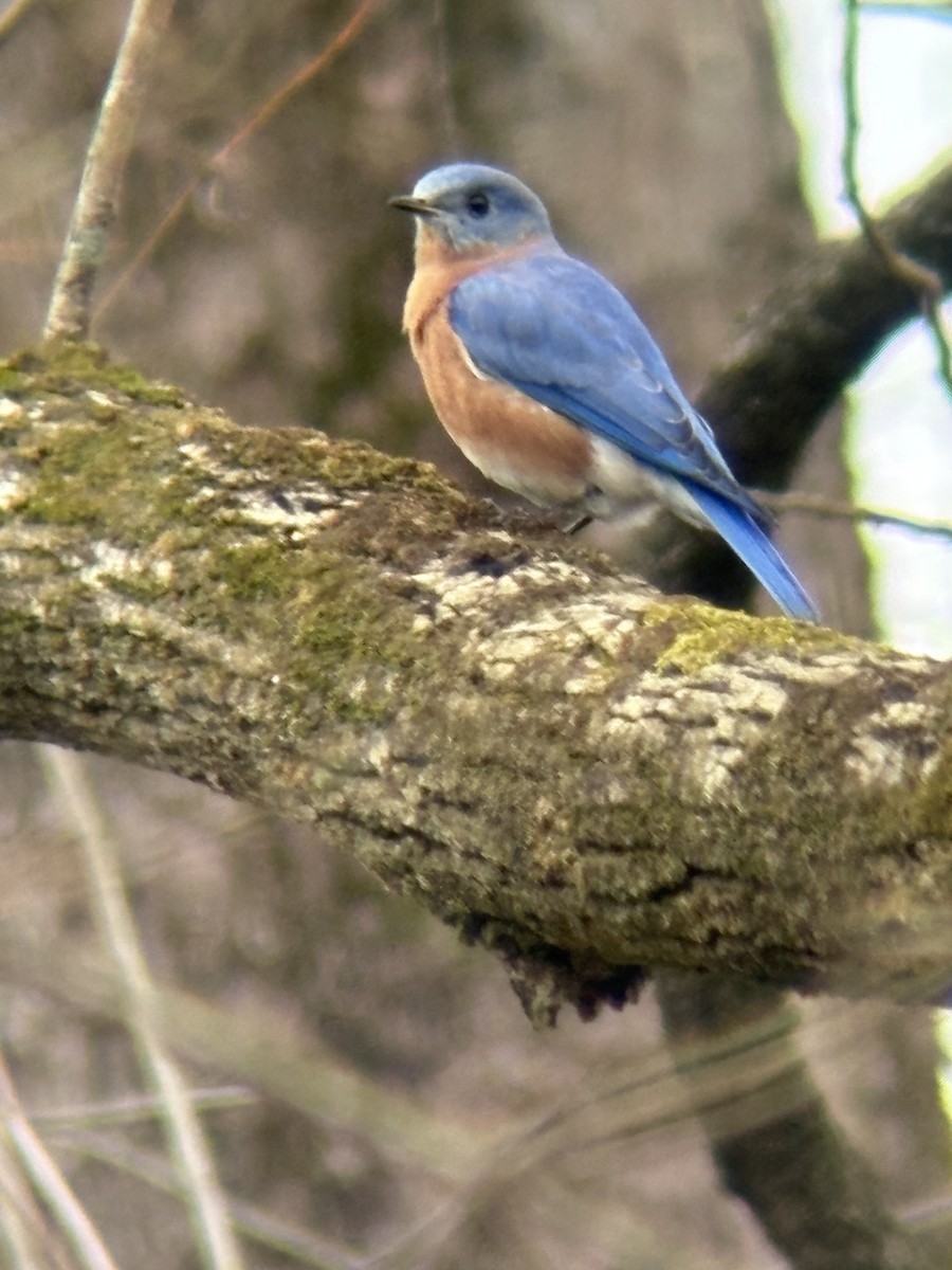 salašník modrý - ML645806850