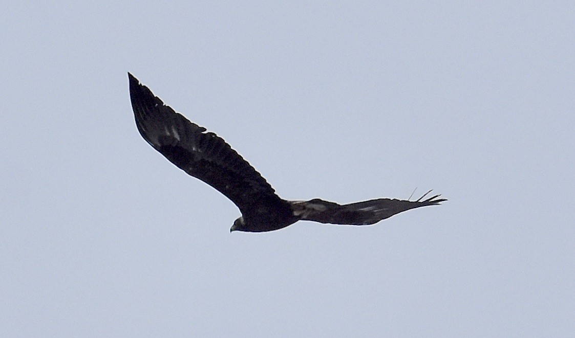 Golden Eagle - ML645806857