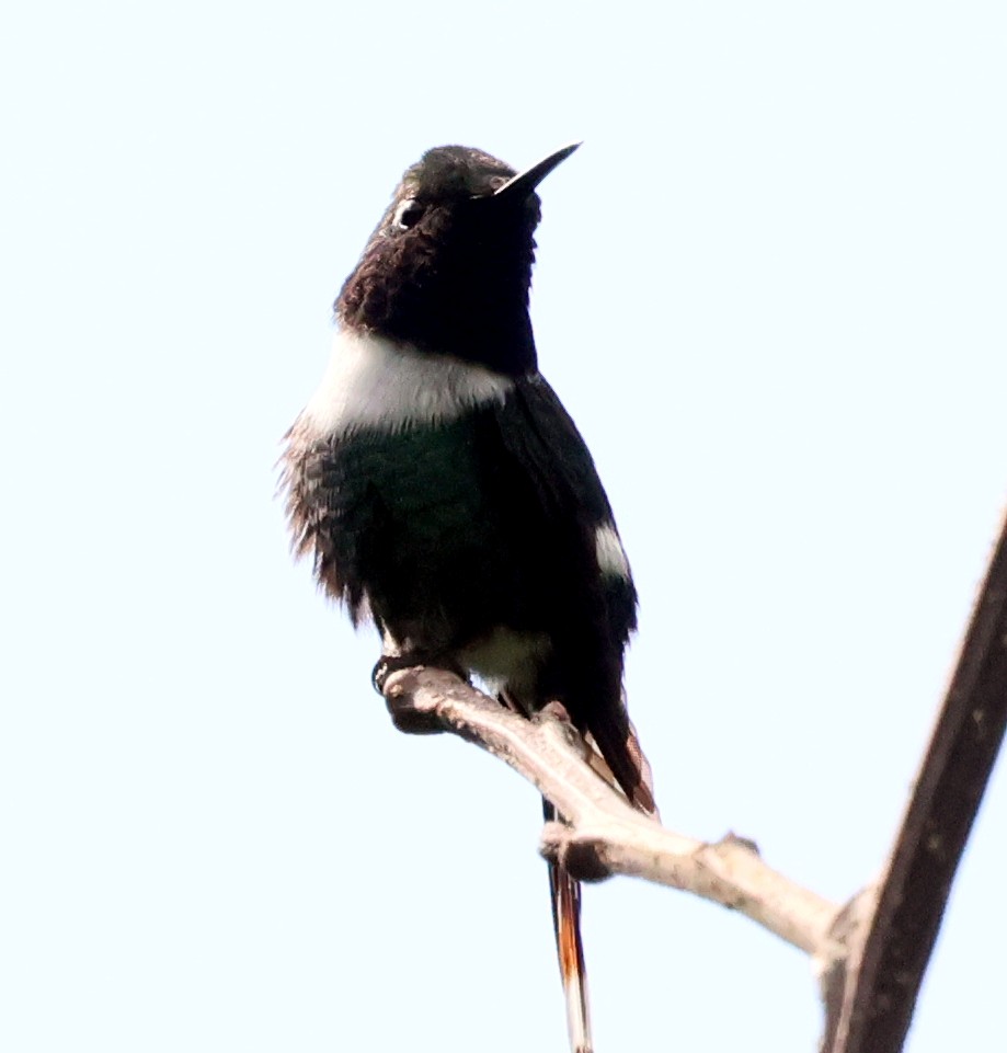 Sparkling-tailed Hummingbird - ML645806861
