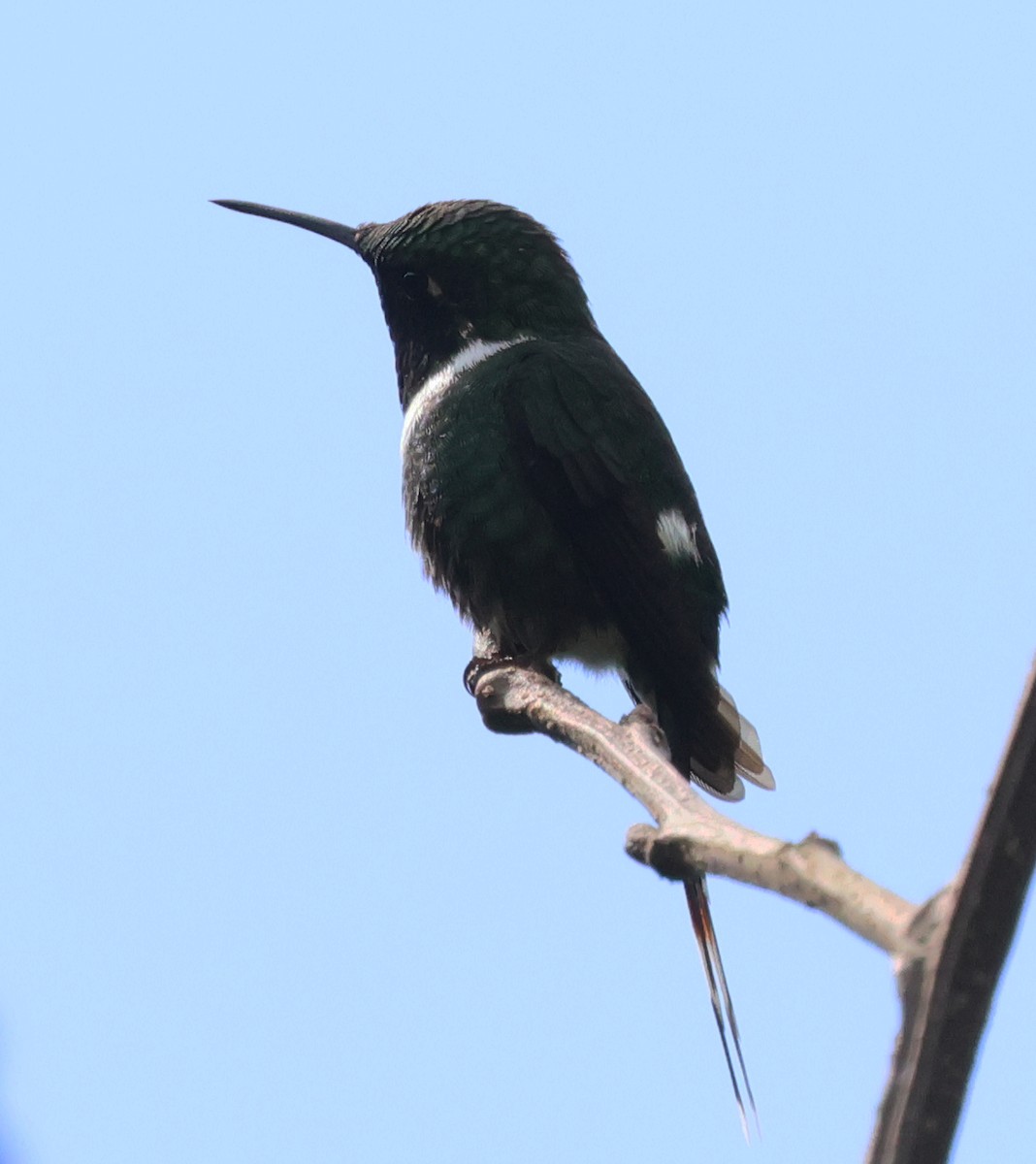 Sparkling-tailed Hummingbird - ML645806862
