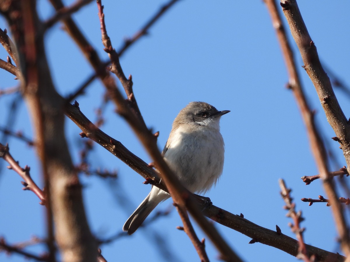 møller - ML645806870