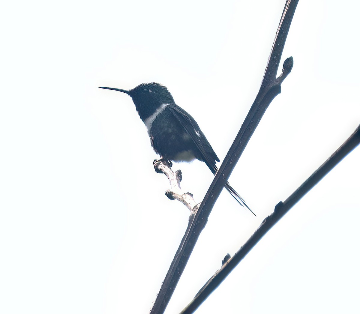 Sparkling-tailed Hummingbird - ML645806892