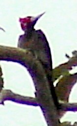 Crimson-crested Woodpecker - ML645806899