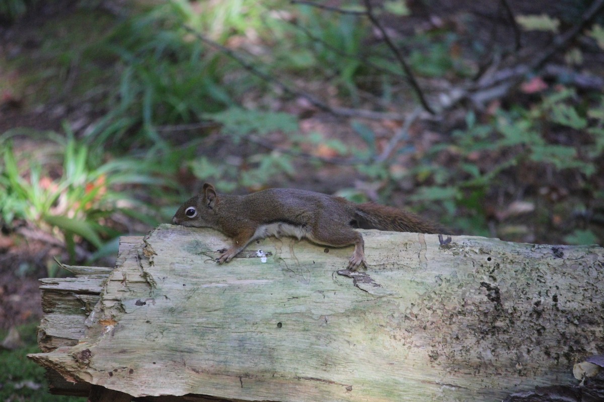 Squirrels - ML645806903