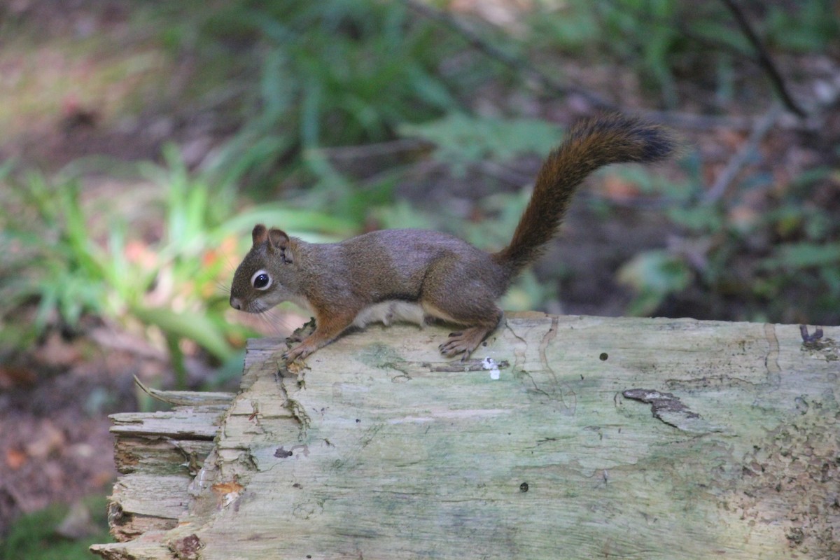 Squirrels - ML645806906