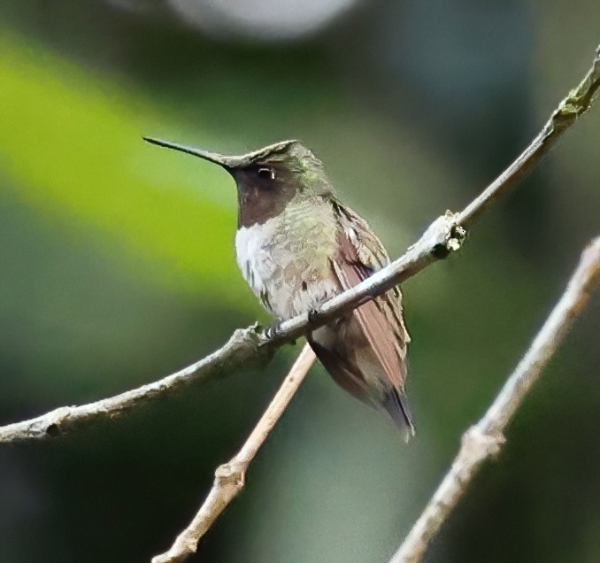 Ruby-throated Hummingbird - ML645806916