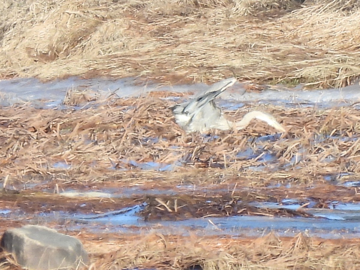 Great Blue Heron - ML645806929