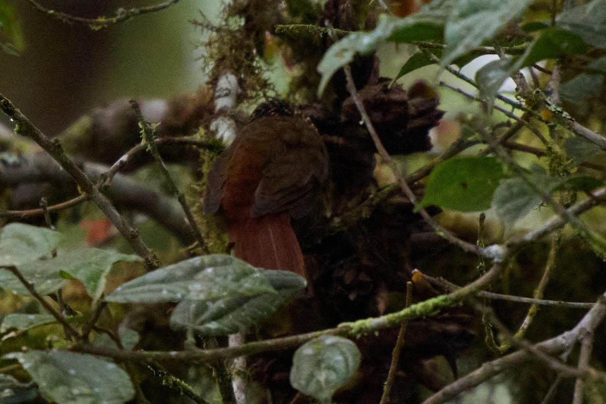 Lineated Foliage-gleaner - ML645806930