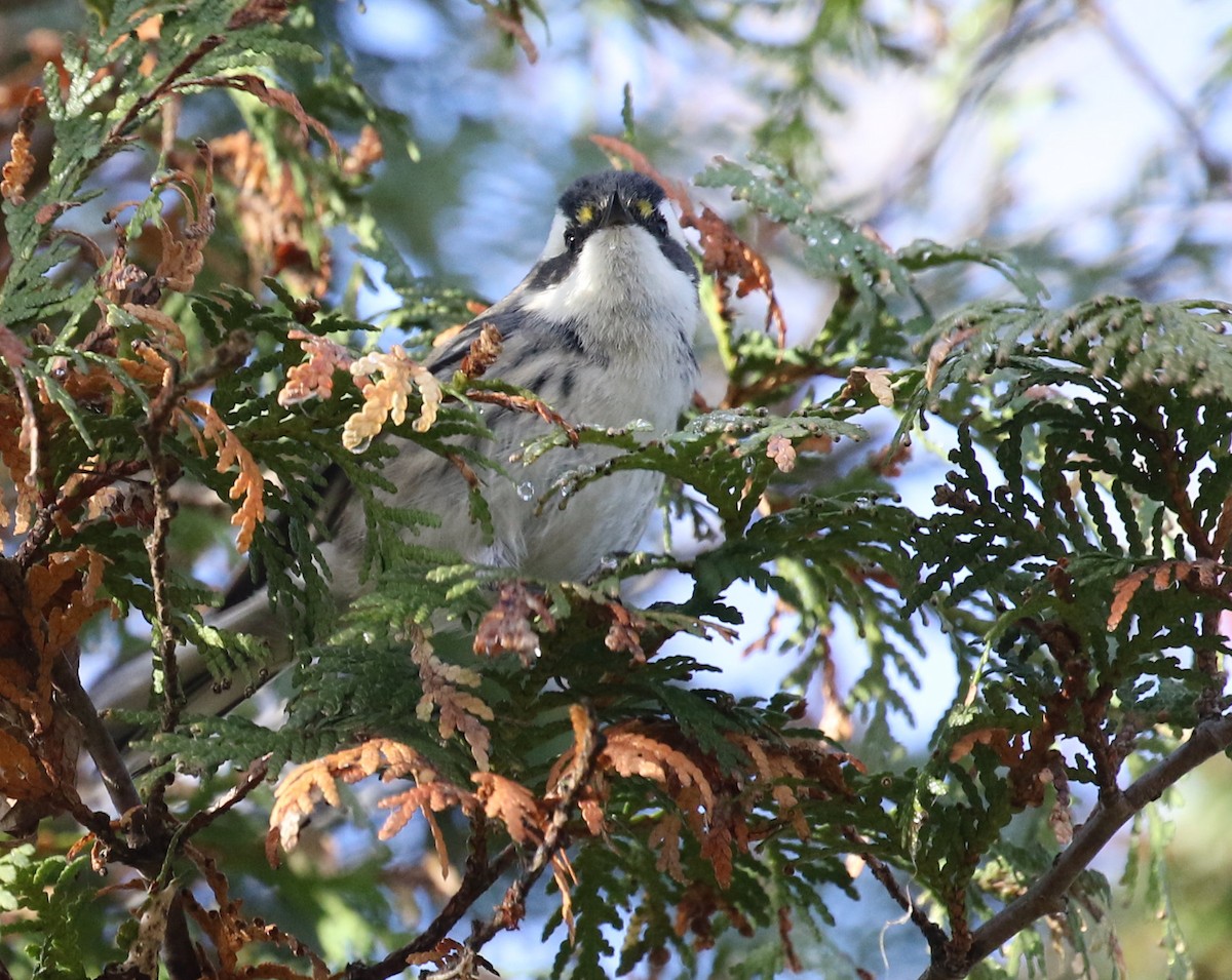Black-throated Gray Warbler - ML645806944