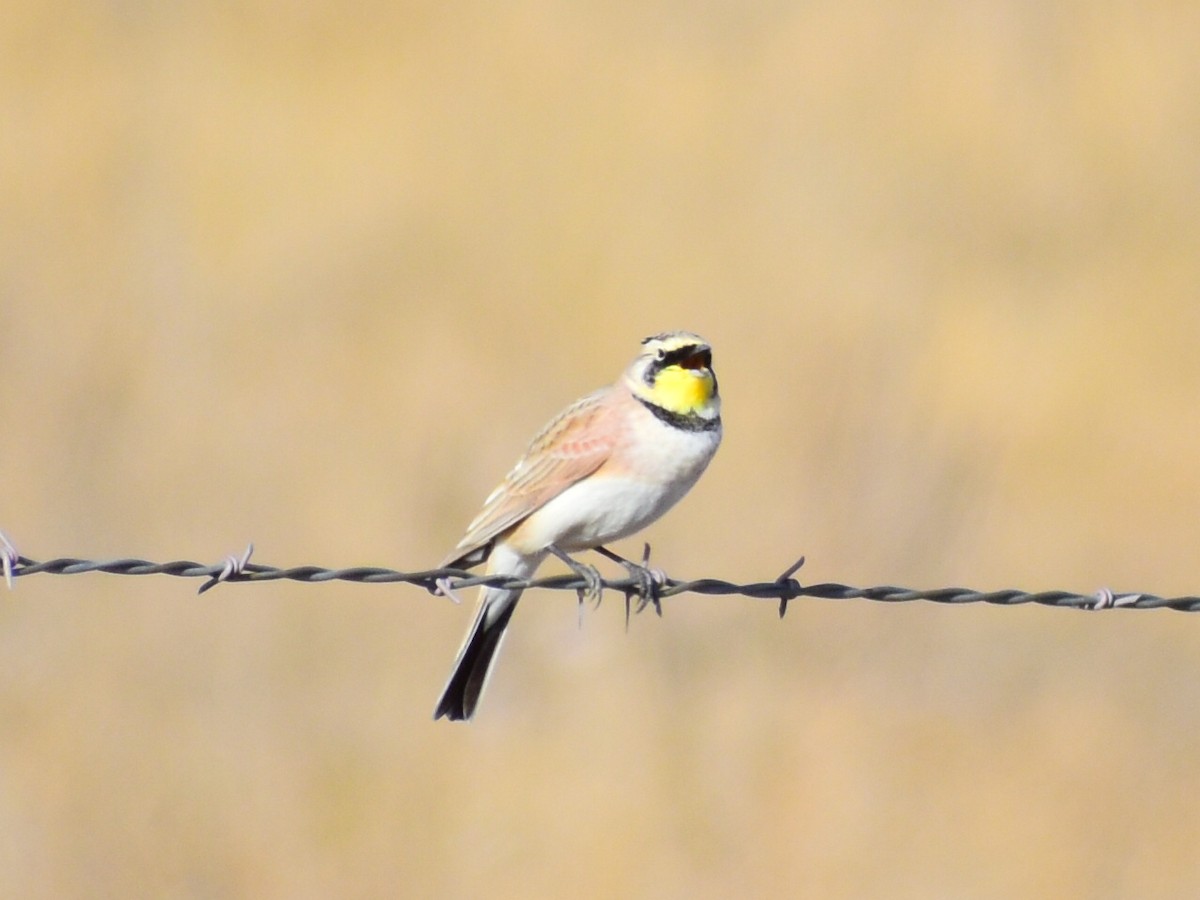 Alondra Cornuda (Americana Pálida) - ML645806947