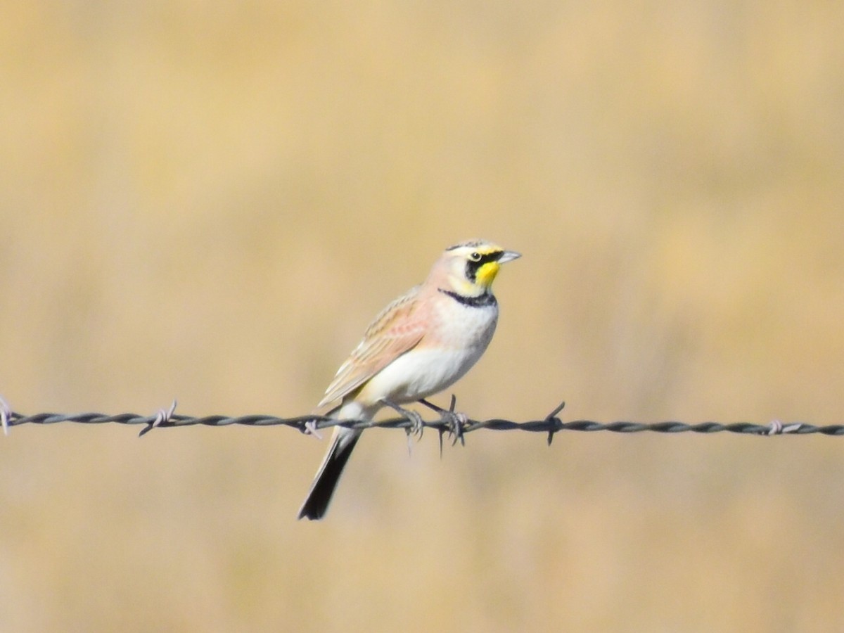 Alondra Cornuda (Americana Pálida) - ML645806951