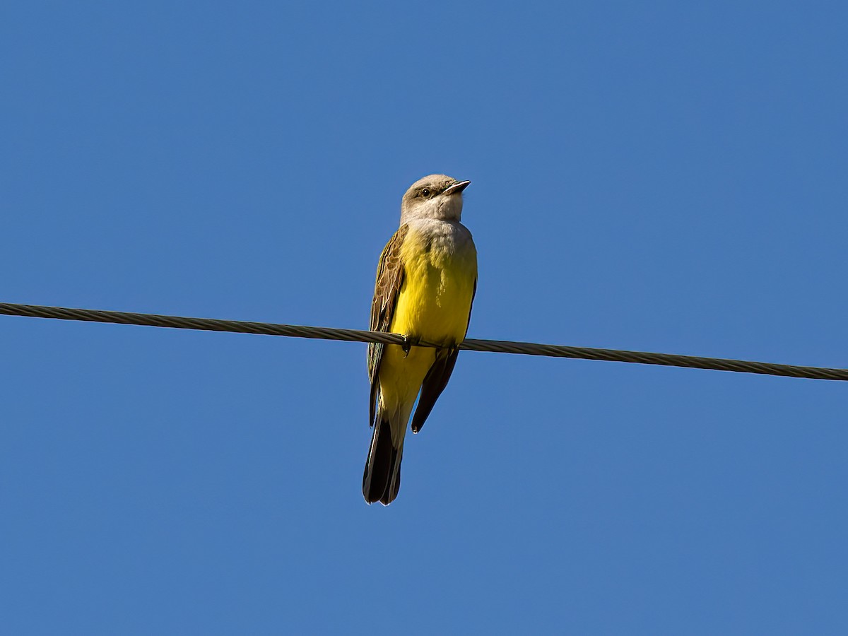 Western Kingbird - ML645806952