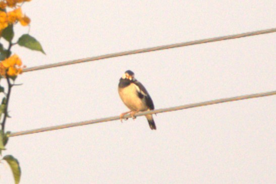 Indian Pied Starling - ML645806953
