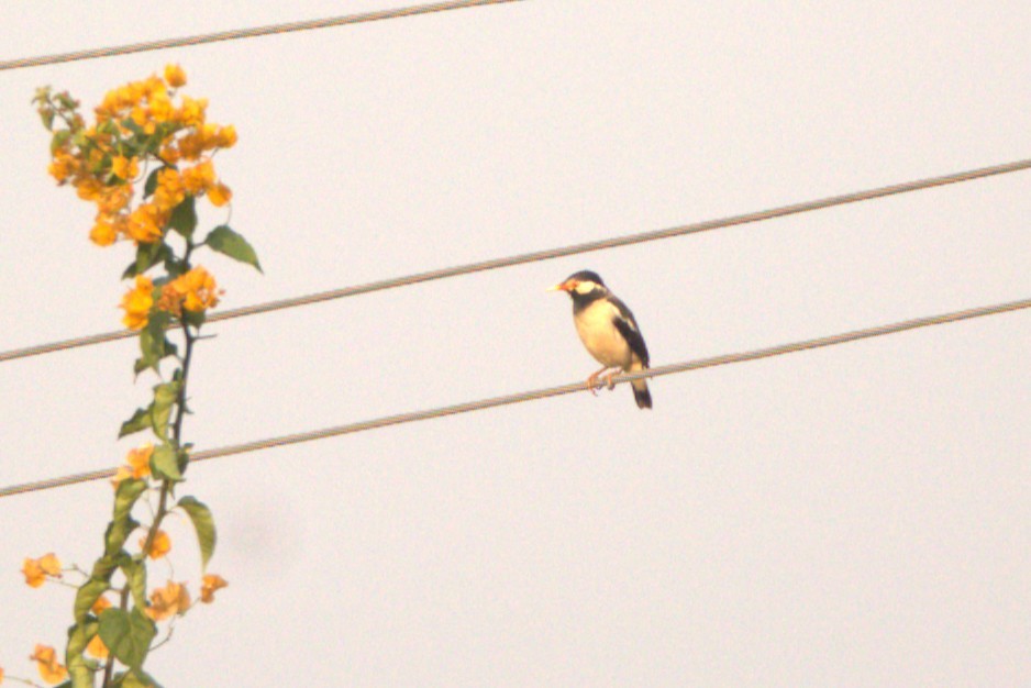 Indian Pied Starling - ML645806954
