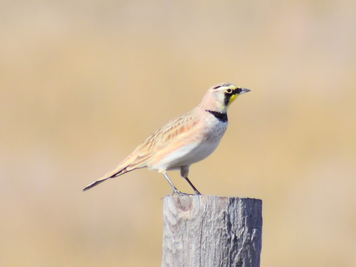 Alondra Cornuda (Americana Pálida) - ML645806956