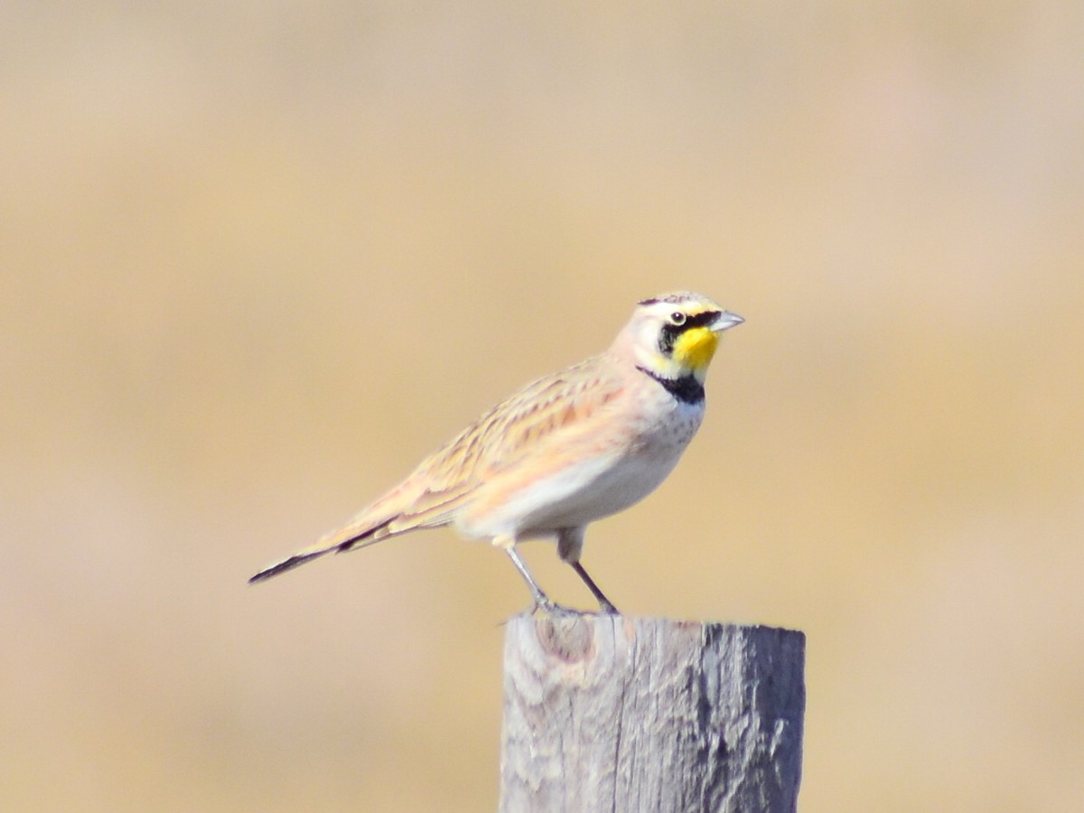 Alondra Cornuda (Americana Pálida) - ML645806959