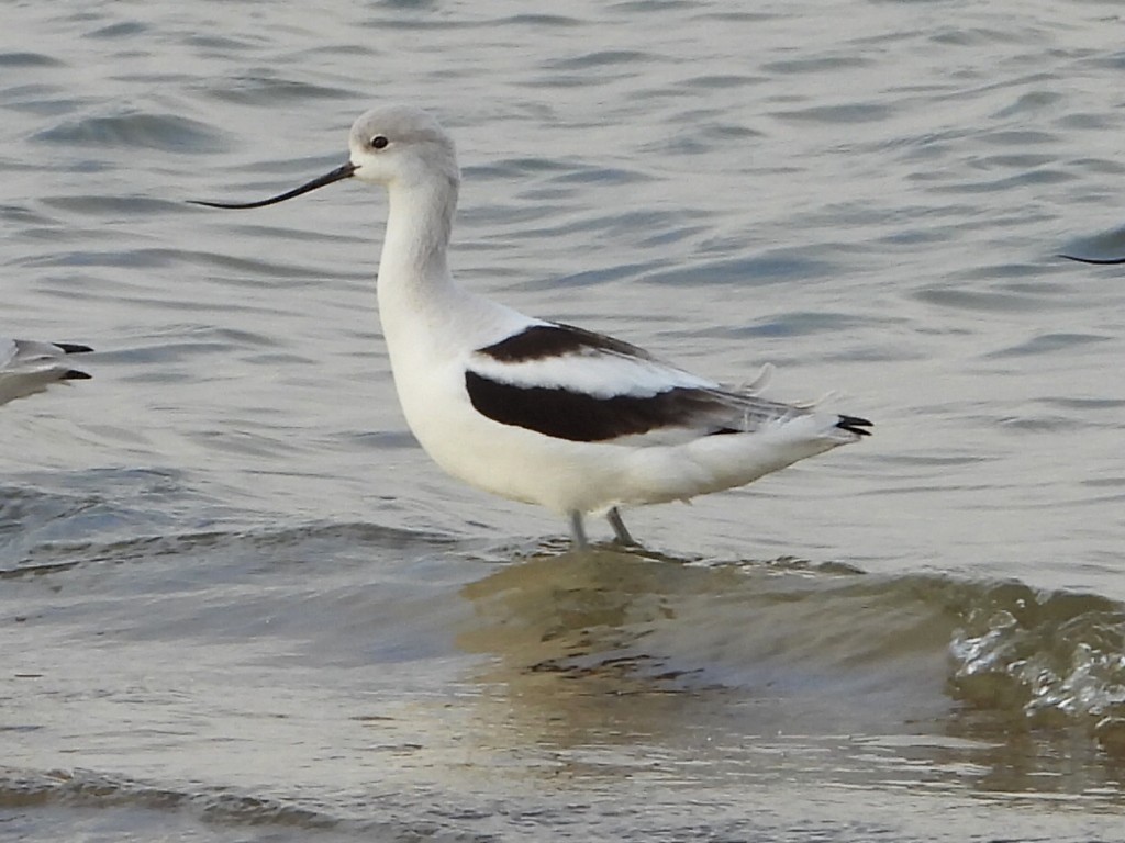 tenkozobec americký - ML645806964