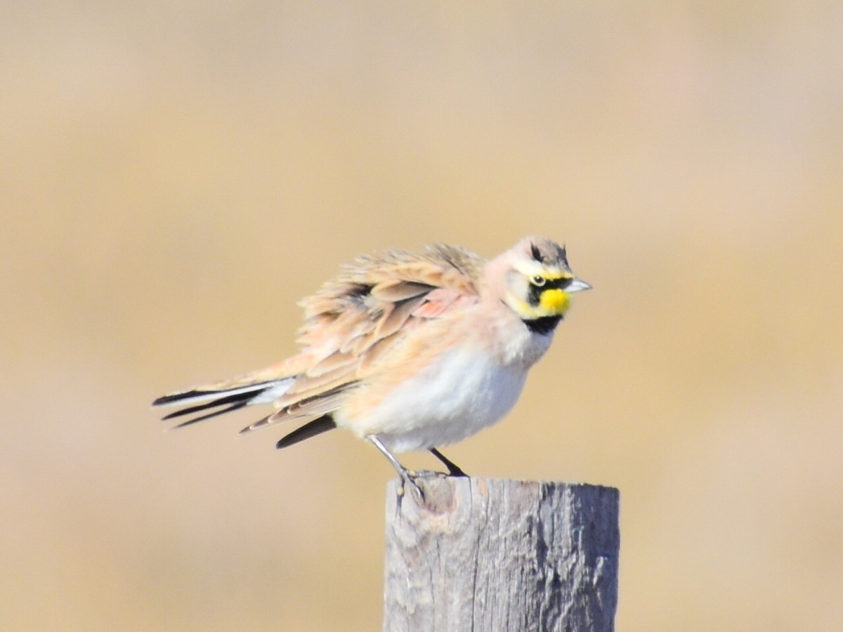 Alondra Cornuda (Americana Pálida) - ML645806966