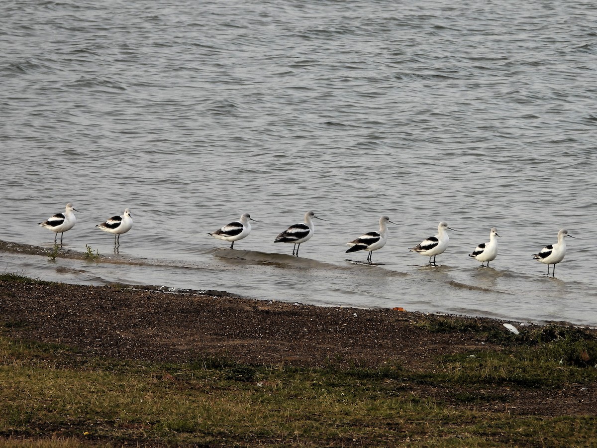 tenkozobec americký - ML645806972