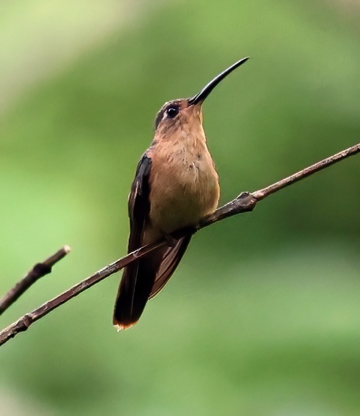 Rufous Sabrewing - ML645806975