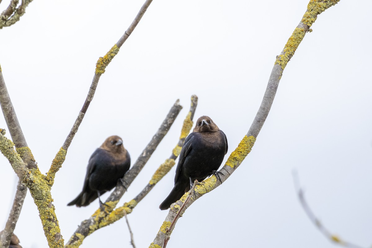 Braunkopf-Kuhstärling - ML645806984