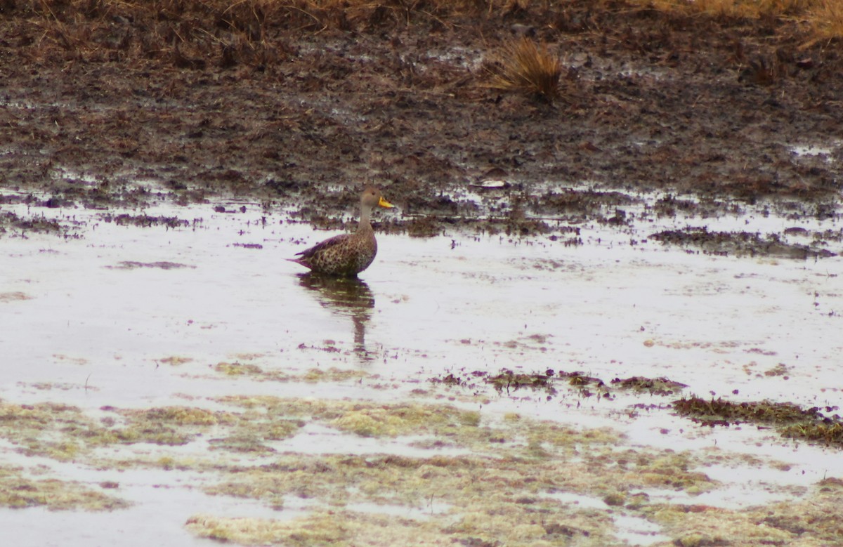 Yellow-billed Pintail - ML645806989