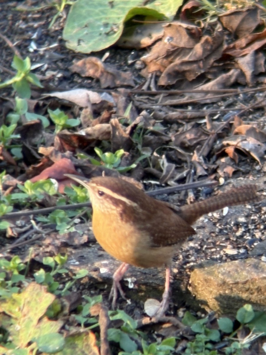 střízlík karolínský - ML645806992