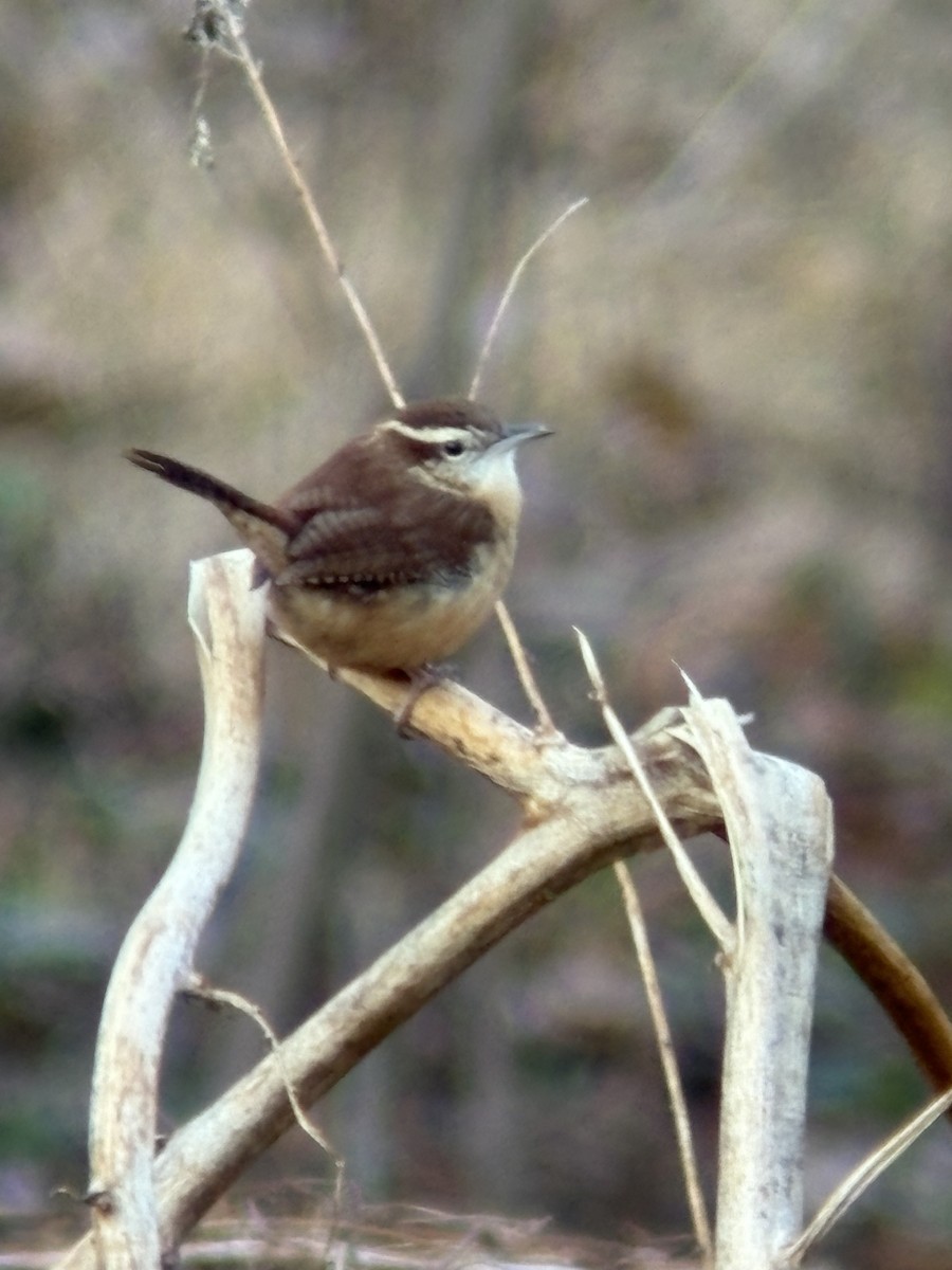 střízlík karolínský - ML645806993