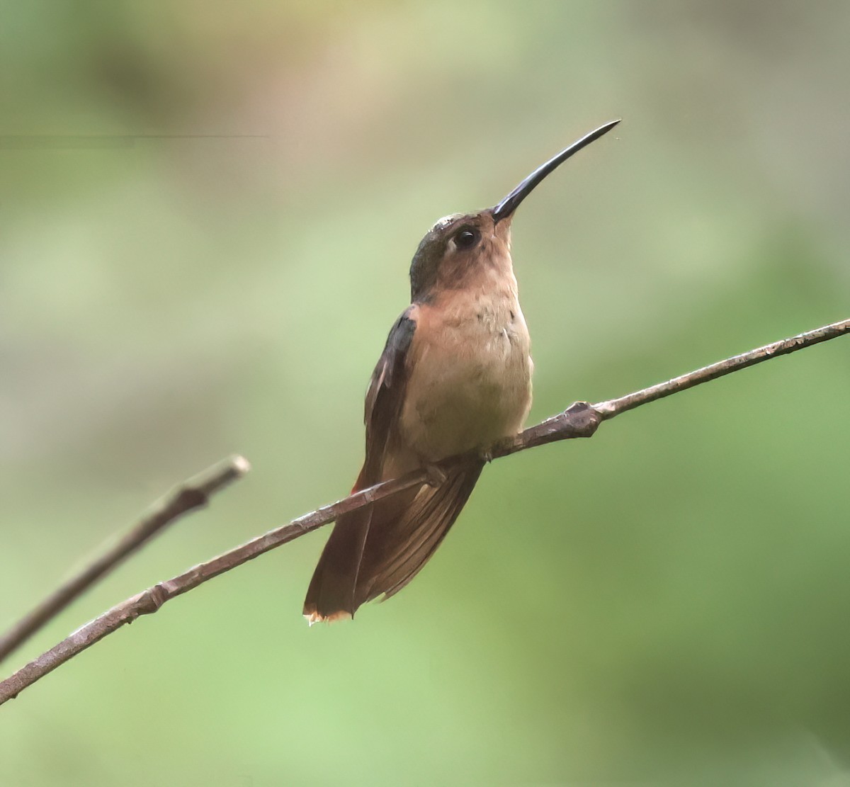 Rufous Sabrewing - ML645806994
