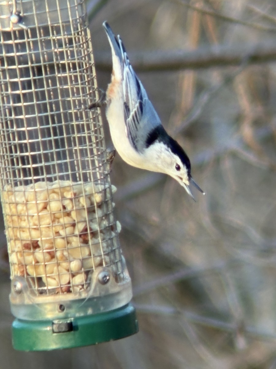 brhlík běloprsý - ML645806995