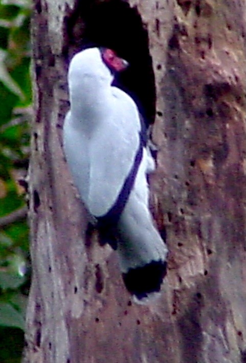 Masked Tityra - ML645806996