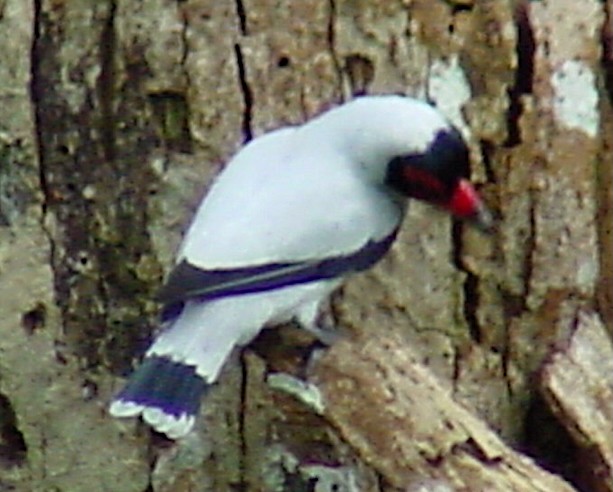 Masked Tityra - ML645806997