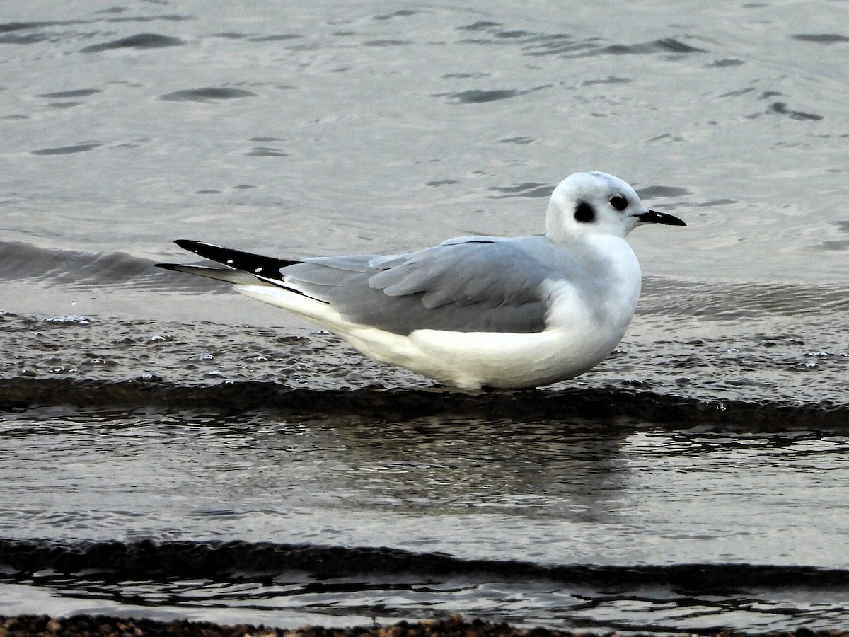 racek Bonapartův - ML645806998