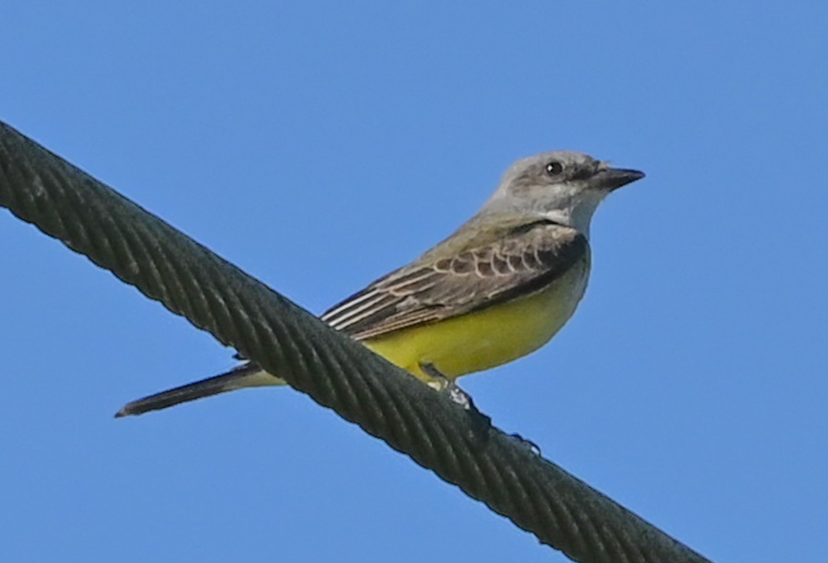 Western Kingbird - ML645806999