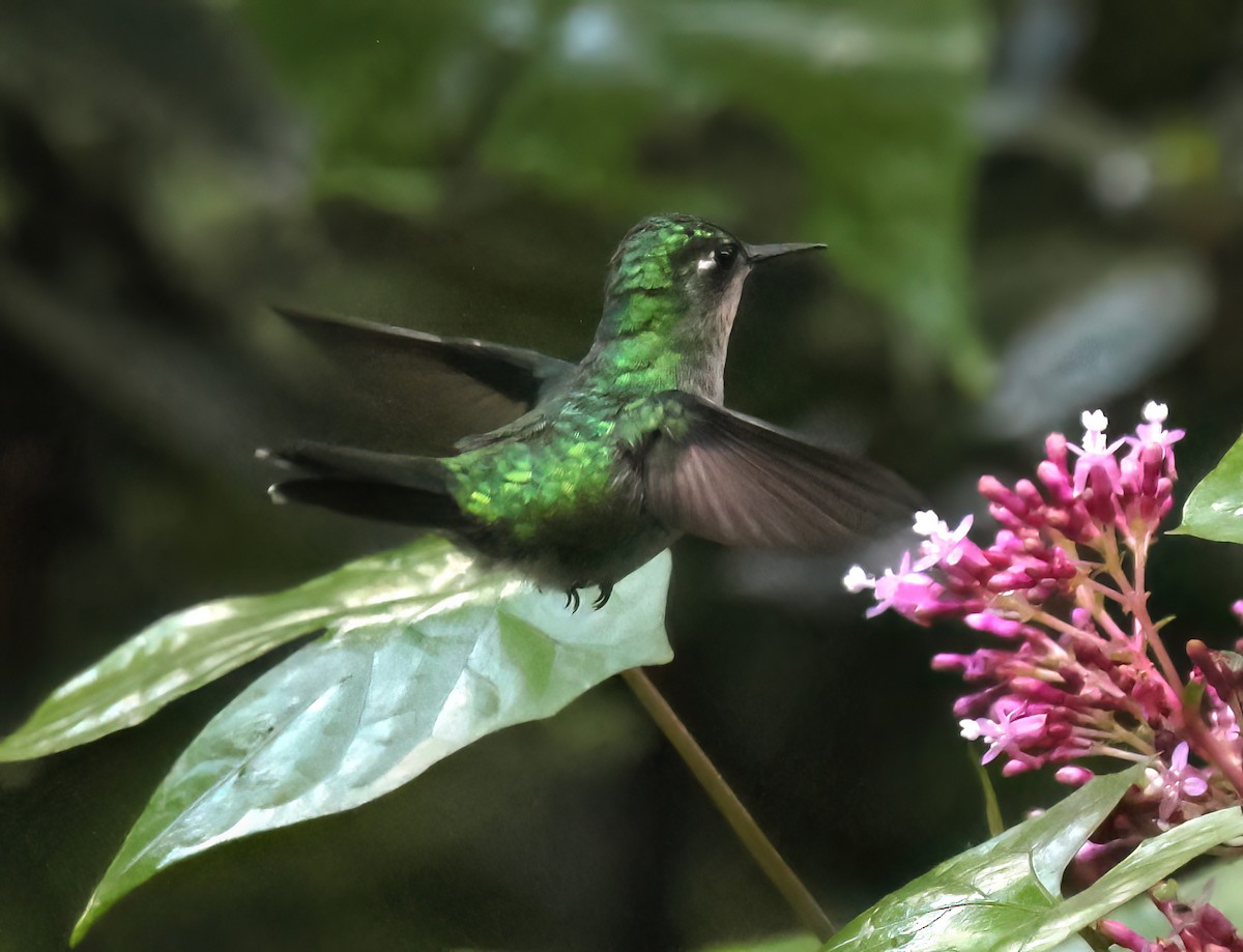 Emerald-chinned Hummingbird - ML645807001