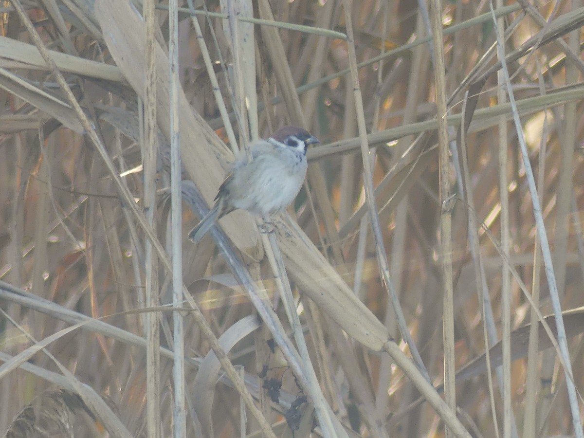 Ağaç Serçesi - ML645807002