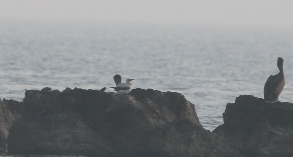 Red-footed Booby - ML645807008