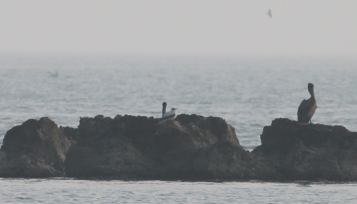 Red-footed Booby - ML645807009