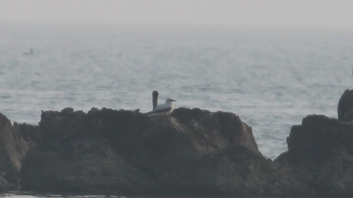Red-footed Booby - ML645807010