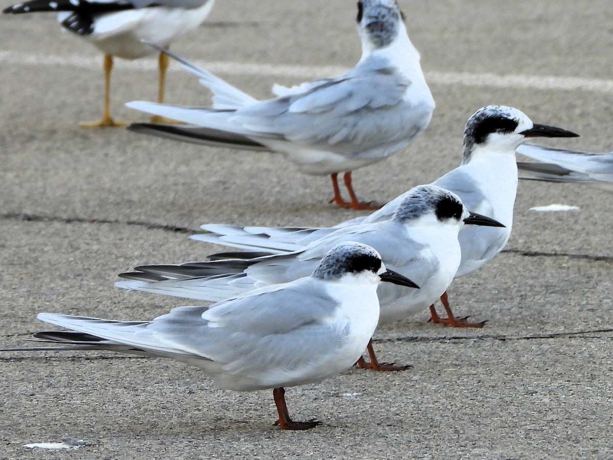 Forster's Tern - ML645807015