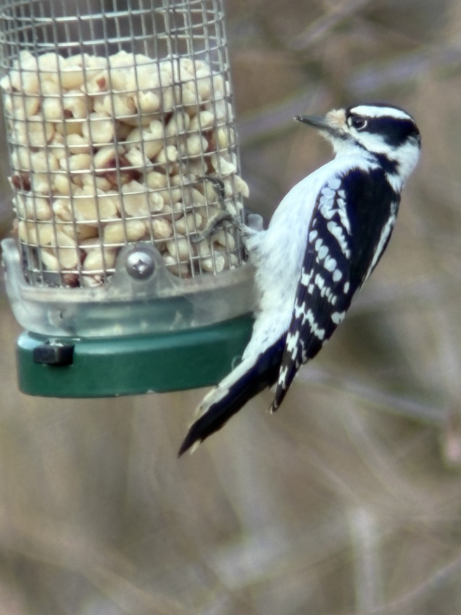 strakapoud osikový - ML645807017