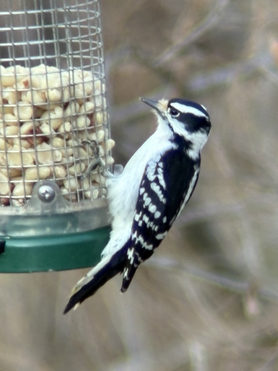 strakapoud osikový - ML645807018