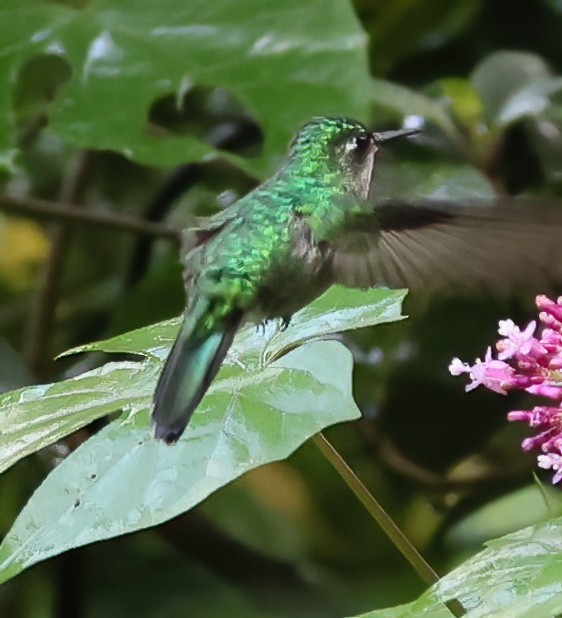 Emerald-chinned Hummingbird - ML645807026