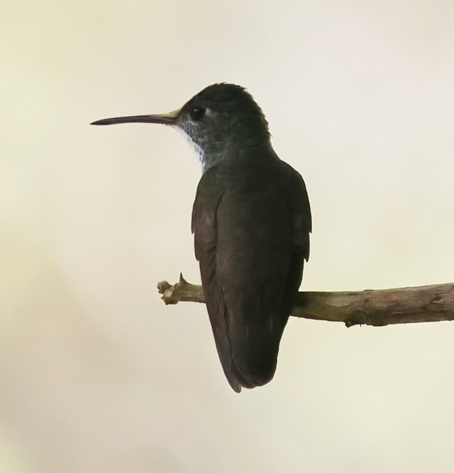 Azure-crowned Hummingbird - ML645807038